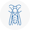 Boxted Wasp Nest Removal